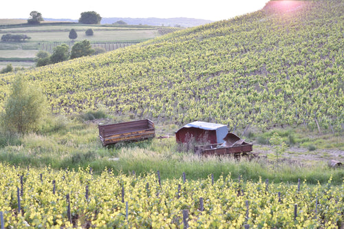 * Pre-Order * - Domaine Fumey-Chatelain - Arbois Blanc - Savagnin Ouillé 2023