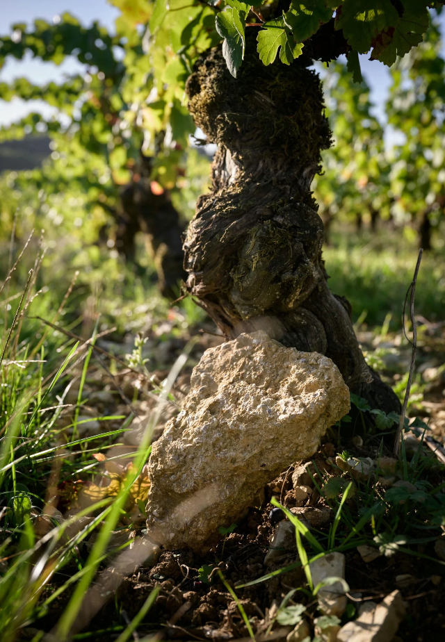 Domaine Pellé - Menetou-salon ‘Les Cris’ Pinot Noir 2022