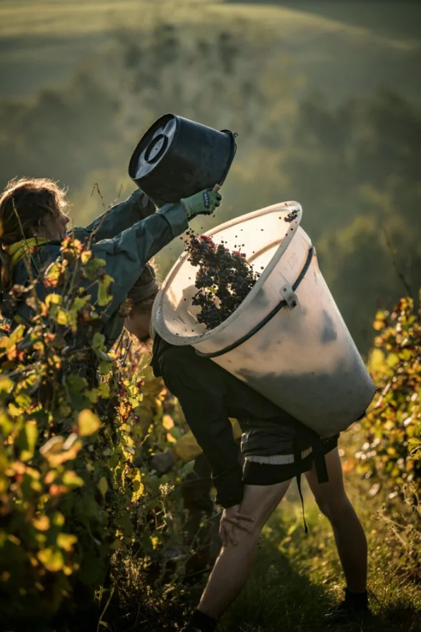 Domaine Pellé - Menetou-salon ‘Les Cris’ Pinot Noir 2022
