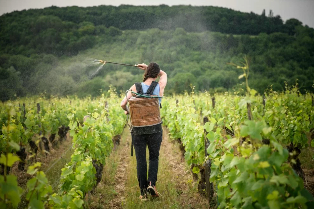 Domaine Pellé - Menetou-salon ‘Les Blanchais’ Sauvignon Blanc 2023